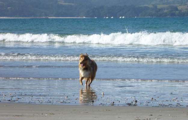 Avoid Motion Blur in Dog Photography Avoid Motion Blur in Dog Photography