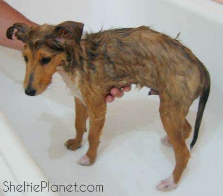 Bathing Shelties Bathing Shelties