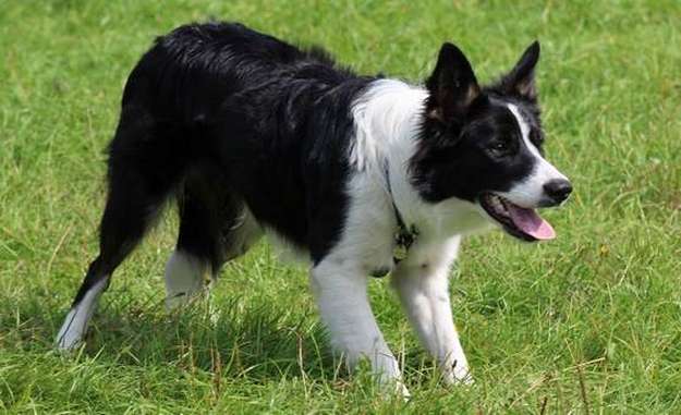 The Border Collie The Border Collie