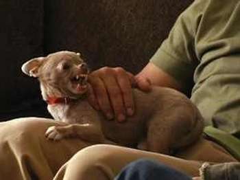 Nunu The Chihuahua on The Dog Whisperer Nunu The Chihuahua on The Dog Whisperer
