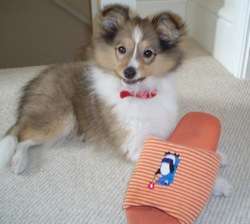 Coco Sheltie Coco Sheltie Blog