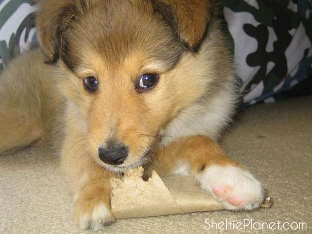 housebreaking a puppy the sheltie faq housebreaking a puppy the sheltie faq