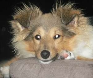 Johnny gives his cute Sheltie face Johnny gives his cute Sheltie face