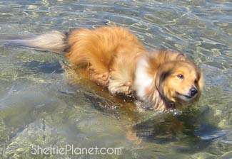 Cute Sheltie Swimming Cute Sheltie Swimming