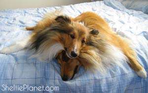 Cute Shelties Cute Shelties