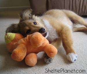 Do Shelties Chew? Do Shelties Chew?