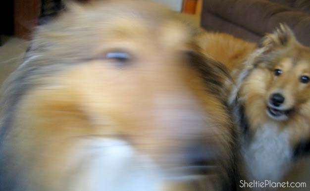 Dog Chase Dog Chase