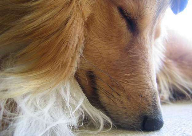 Dog Close-Up Photopgraph Dog Close-Up Photopgraph