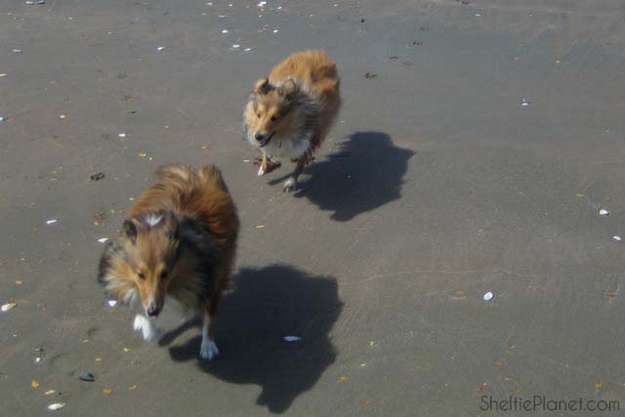 How much exercise does a Sheltie need? How much exercise does a Sheltie need?