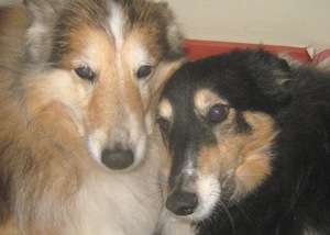 Finn and Polly My Shelties Finn and Polly My Shelties