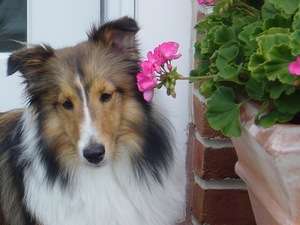 Gorgeous Piper Gorgeous Piper