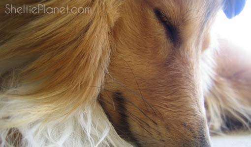 10 things I love about Shelties