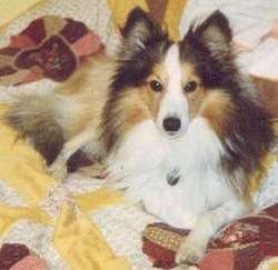 Lucky The Sheltie Lucky The Sheltie