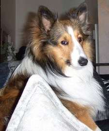 Our Sheltie Chase Our Sheltie, Chase