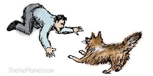 Play Dog Games with Your Sheltie Play Dog Games with Your Sheltie