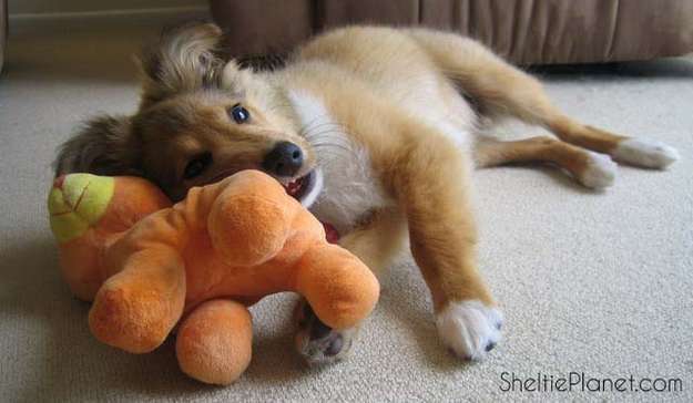 Puppy Biting Puppy Biting