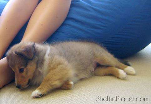 Bonding With Your Puppy Bonding With Your Puppy