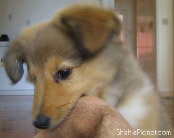 Our Sheltie puppy play biting Our Sheltie puppy play biting