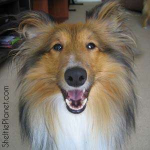 The Sheltie smile The Sheltie smile