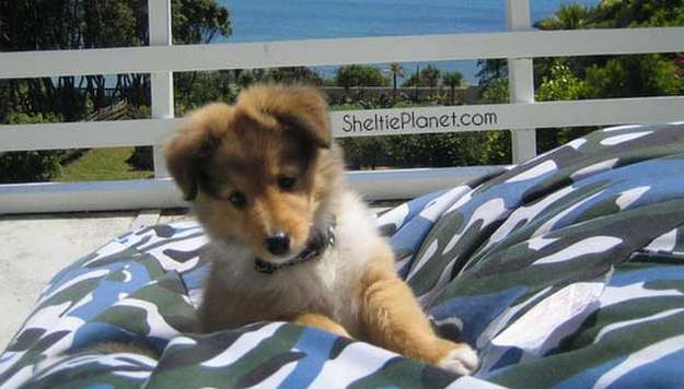 Puppy Socialization Puppy Socialization