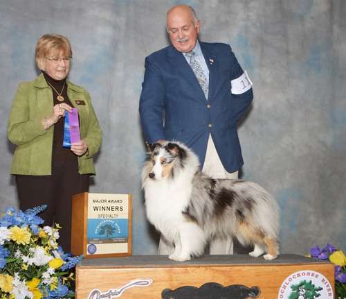 Reno of Crosswood Shelties Reno of Crosswood Shelties
