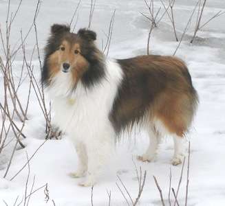 Sadie in The Snow Sadie in The Snow