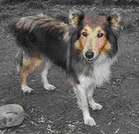 Tess The Sheltie Before Adoption Tess The Sheltie Before Adoption