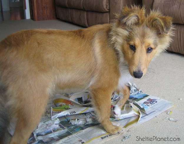 Sheltie Chewing Sheltie Chewing