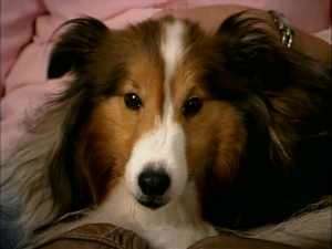 Rana The Sheltie on The Dog Whisperer Rana The Sheltie on The Dog Whisperer