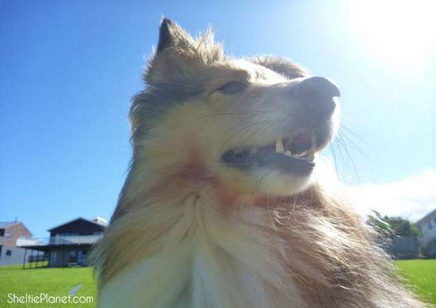 Our Beautiful Sheltie Dog Our Beautiful Sheltie Dog