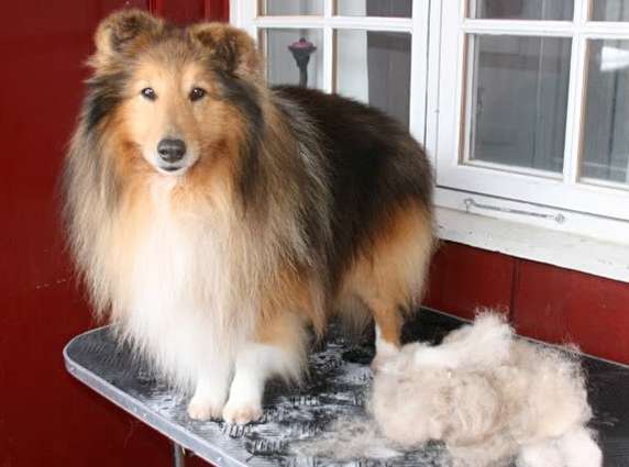 Grooming Shelties Grooming Shelties