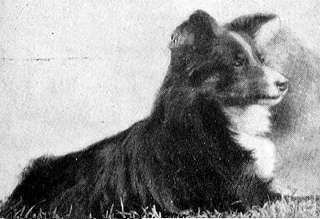A Sheltie History A Sheltie History