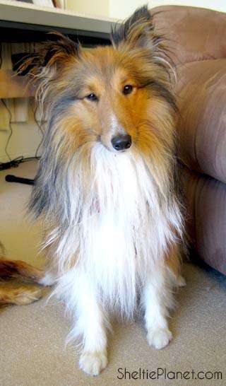 Sheltie Puppy Names Sheltie Puppy Names