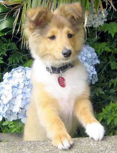 Howard mastered the Sheltie smile as a young puppy Sheltie Puppy Smile