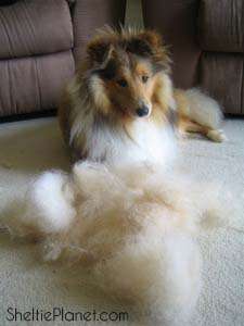 The Sheltie Undercoat