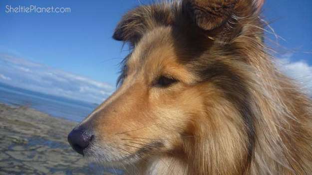 Shelties are beautiful dogs Shelties are beautiful dogs