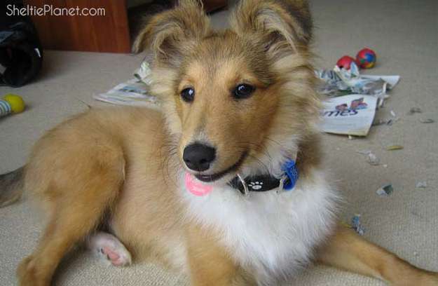 Shelties Are Expressive Shelties Are Expressive