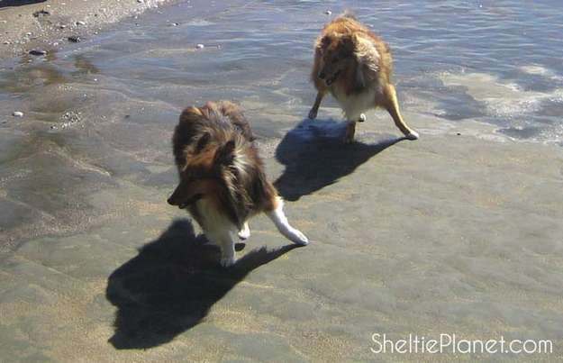 Shetland Sheepdog Games Shetland Sheepdog Games