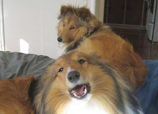 Singing Sheltie