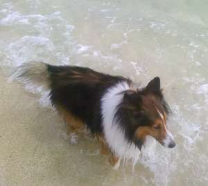 Tako The Sheltie Tako The Sheltie