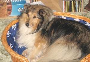Tessie The Sheltie in Her Bed Tessie The Sheltie in Her Bed