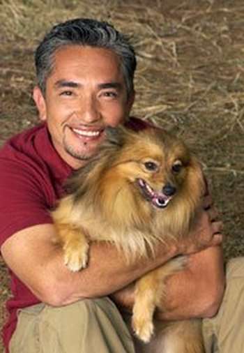 The Dog Whisperer The Dog Whisperer
