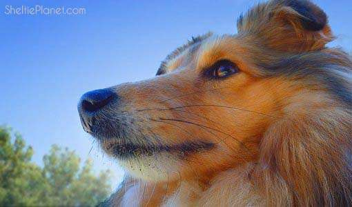 The Top 10 Most Intelligent Dog Breeds