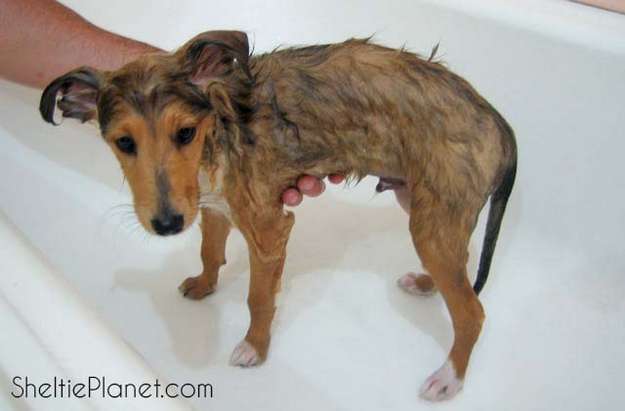 Washing Your Sheltie Puppy Washing Your Sheltie Puppy