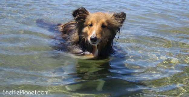 A Shetland Sheepdog in The Water A Shetland Sheepdog in The Water