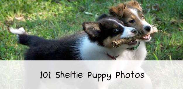 101 Cute Sheltie Puppies 101 Cute Sheltie Puppies
