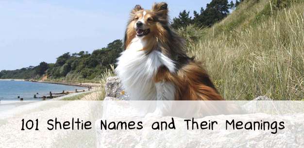 101 Sheltie Names to Inspire 101 Sheltie Names to Inspire