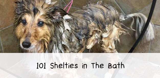 101 Shelties in The Bath