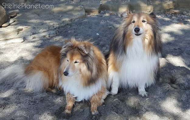 Our Shelties at 11 years old Our Shelties at 11 years old