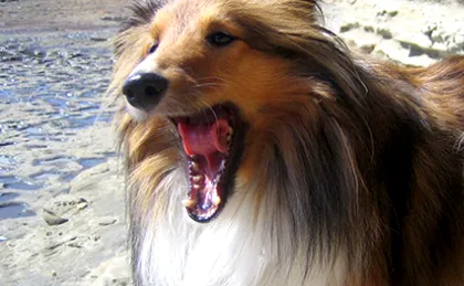 21 Cute Dog Quotes 21 Cute Dog Quotes